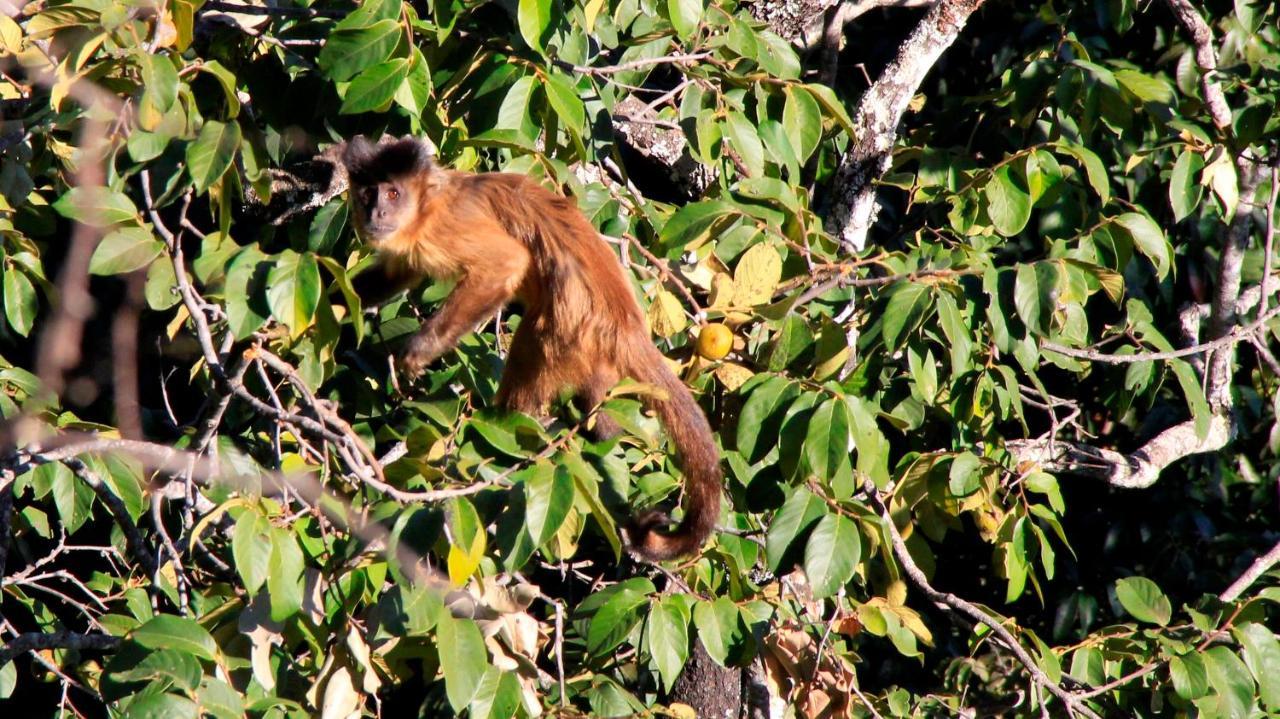 Mariri Jungle Lodge Alto Paraíso de Goiás Eksteriør bilde